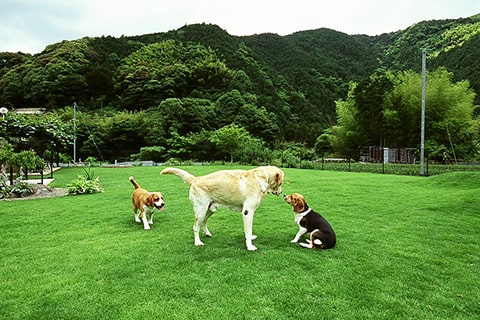 せせらぎの宿 紅竹(くれたけ) 静岡県