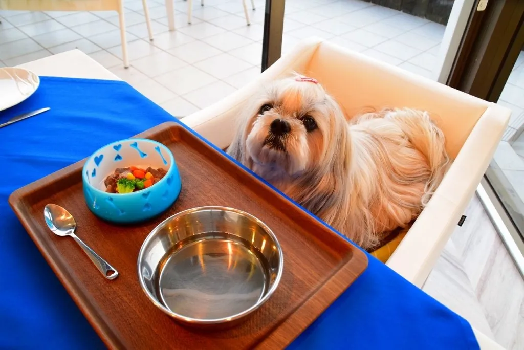愛犬と過ごすわんわんパラダイス